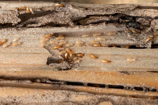 Best Termite Control Services  in Country Club Hls, IL