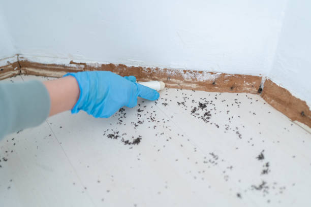 Best Local Pest Control Services  in Country Club Hls, IL
