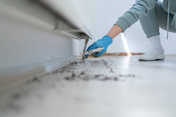 Best Termite Control Services  in Country Club Hls, IL